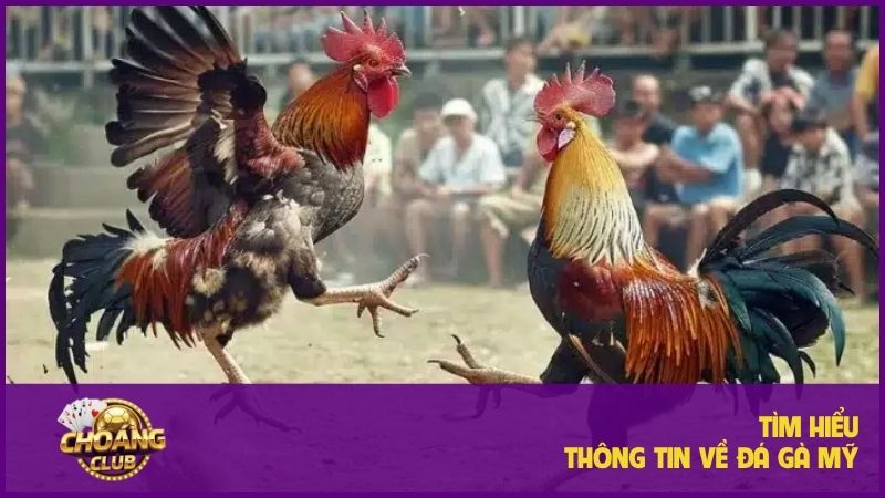 Đá gà Mỹ - Sân chơi đỉnh cao cho người đam mê chọi kê 1 Tìm hiểu về loại hình đá gà Mỹ
