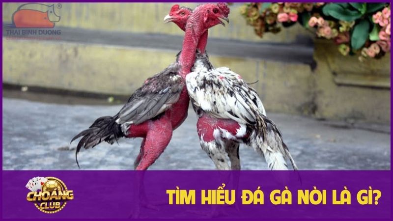 Đá gà nòi - Thăng hoa cảm xúc với những trận đấu đỉnh cao 1 Tìm hiểu đôi nét thông về loại hình đá gà nòi
