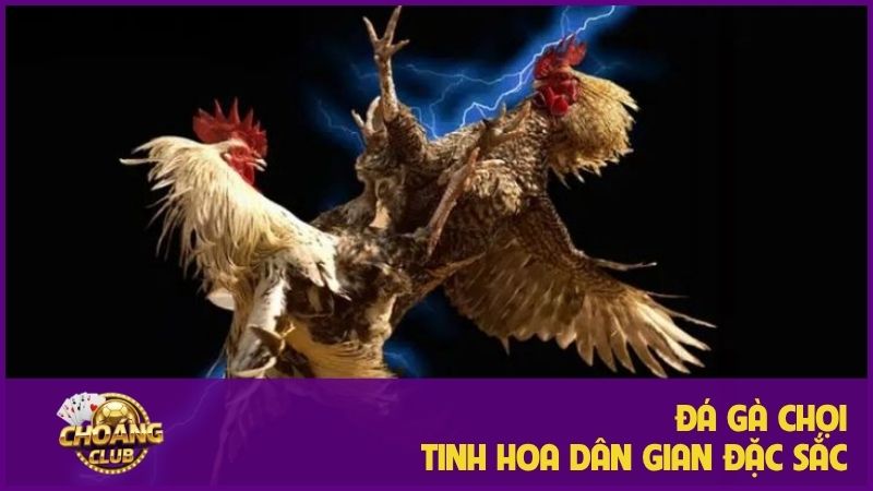 Đá gà chọi – Tinh hoa của môn thể thao dân gian đặc sắc