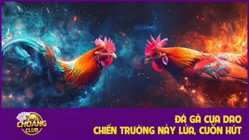 Đá gà cựa dao – Chiến trường nảy lửa của chiến kê thép