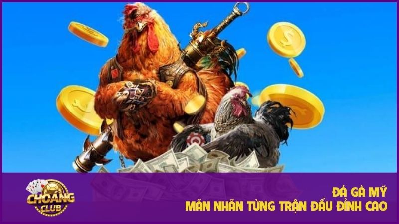 Đá gà Mỹ – Sân chơi đỉnh cao cho người đam mê chọi kê