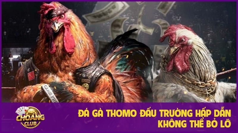 Đá gà thomo – Trải nghiệm cá cược hấp dẫn không thể bỏ lỡ