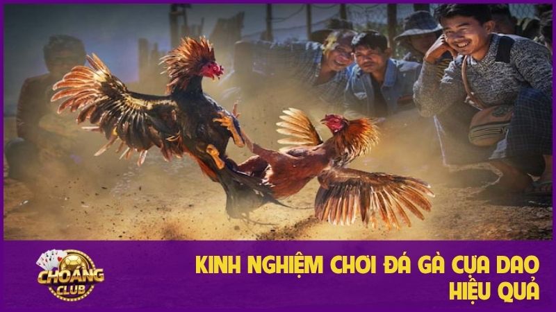 Đá Gà Cựa Dao Choangclub: Trải nghiệm cá cược đỉnh cao 3 Một số kinh nghiệm chơi đá gà cựa dao hiệu quả nhất