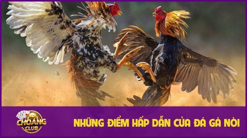 Đá gà nòi - Thăng hoa cảm xúc với những trận đấu đỉnh cao 3 Những điểm hấp dẫn, lôi cuốn của đá gà nòi