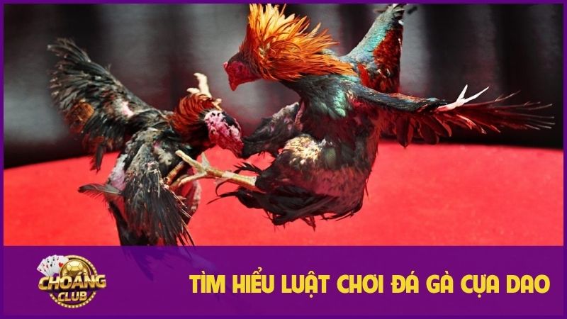 Đá Gà Cựa Dao Choangclub: Trải nghiệm cá cược đỉnh cao 2 Luật chơi đá gà cựa dao cơ bản cho người mời
