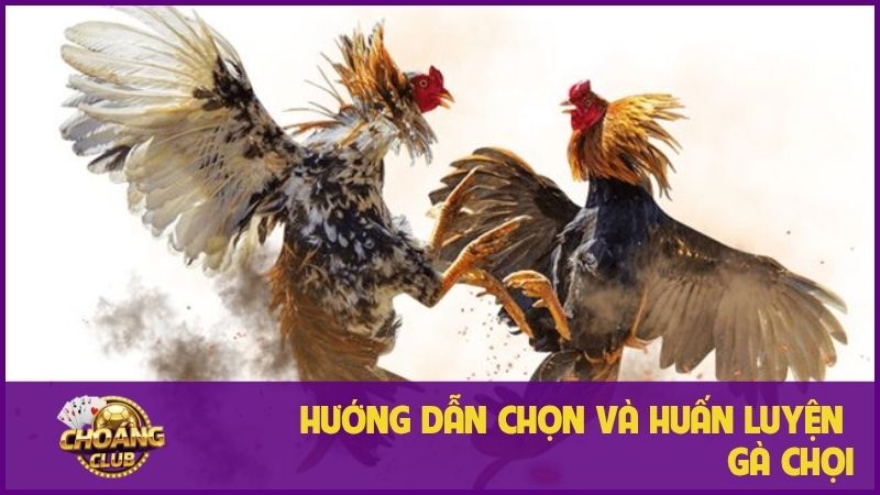 Hướng dẫn chi tiết cách chọn và huấn luyện gà chọi